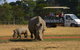 Off-Road Safari At Werribee Open Range Zoo - thumb 5