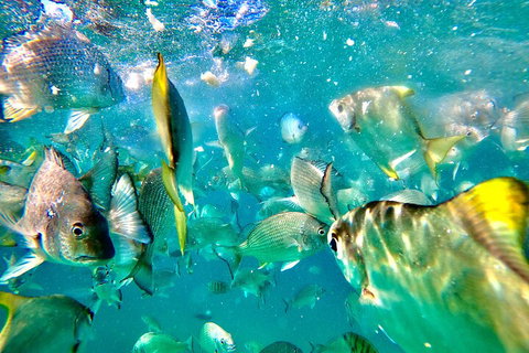 Moreton Island Day Trip (Kayak, Snorkel & Sandboard) Frm Brisbane Or Gold Coast - Restaurant Guide 1