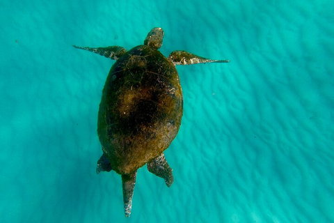 2-Day Moreton Island Tour From Brisbane Or Gold Coast With Optional Nighttime Kayaking - Restaurant Guide 5