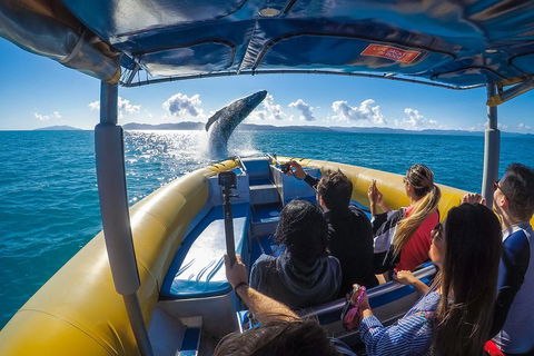 Ocean Rafting Tour To Whitehaven Beach, Hill Inlet Lookout & Top Snorkel Spots - Restaurant Guide 4