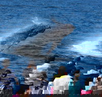 Tangalooma Island Resort Whale Watching Day Cruise - Restaurant Guide