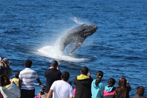 Tangalooma Island Resort Whale Watching Day Cruise - Restaurant Guide 0