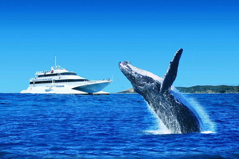 Tangalooma Island Resort Whale Watching Day Cruise - Restaurant Guide 1