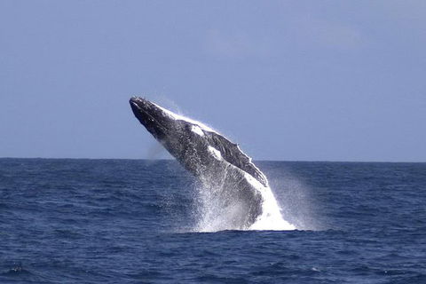 Tangalooma Island Resort Whale Watching Day Cruise - Restaurant Guide 4