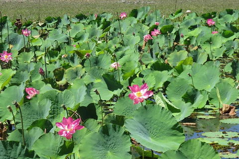 Darwin To Kakadu Day Trip By Air Including Yellow Water Cruise - Restaurant Guide 2