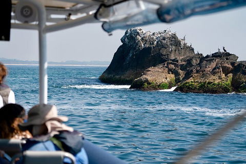 Julian Rocks Byron Bay Cruise - Restaurant Guide 2