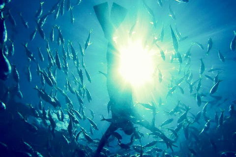 2-Day Whitsundays Sailing Adventure: SV Whitehaven - Restaurant Guide 1
