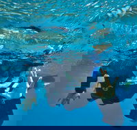 3 Day Whitsundays Sailing and Diving Adventure Kiana - Restaurant Guide