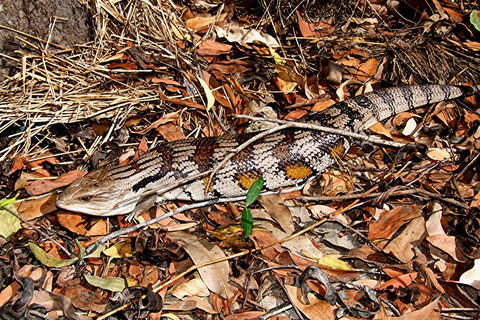 Hartley's Crocodile Adventures General Entry Ticket - Restaurant Guide 5