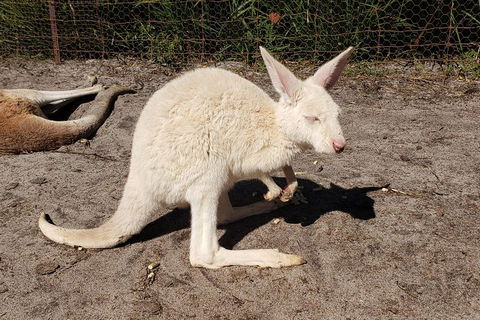 Very Best Of Perth Tour - Wildlife Park & City Highlights Tour - Restaurant Guide 3
