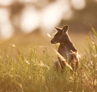 Sunset Blue Mountains Wilderness  Wildlife Tour without the crowds - Restaurant Guide