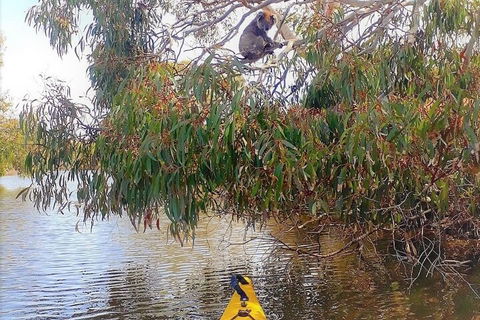 Kangaroo Island Self-Guided Kayaking On The Harriet River - Restaurant Guide 4