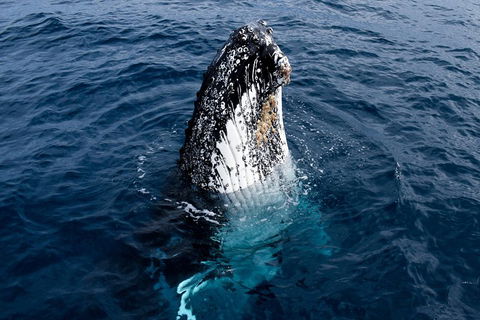 Phillip Island Whale Watching Tour - Restaurant Guide 0