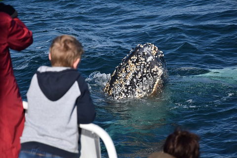 Phillip Island Whale Watching Tour - Restaurant Guide 2