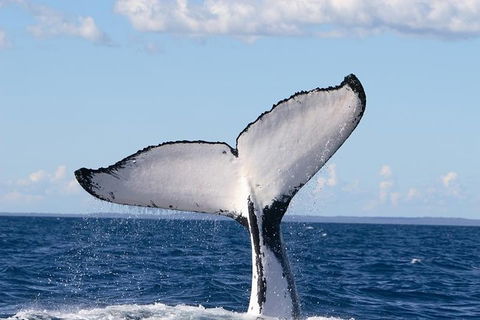 Phillip Island Whale Watching Tour - Restaurant Guide 3