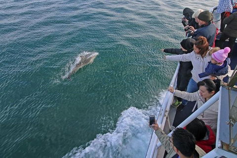 Phillip Island Whale Watching Tour - Restaurant Guide 5