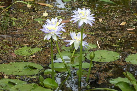Yellow Water Cruise - Kakadu - Restaurant Guide 0