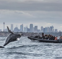 Sydney Whale-Watching by Speed Boat - Restaurant Guide
