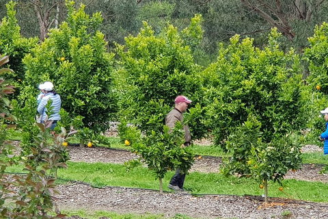 Dandenong Ranges And Rayners Orchard Tour From Melbourne - Restaurant Guide 2