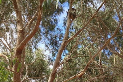 Kangaroo Island 4WD Tour - Best of KI in 2 Days