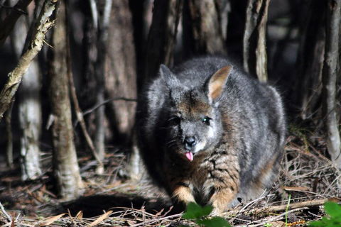 Small-Group Kangaroo Island 4WD Night Tour - Restaurant Guide 1