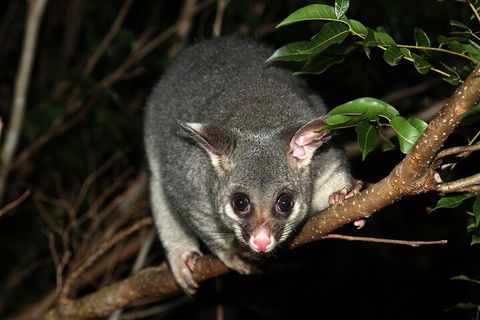 Small-Group Kangaroo Island 4WD Night Tour - Restaurant Guide 5