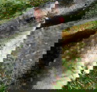 1-Hour Tasmanian Devil Feeding Day Tour at Cradle Mountain - Restaurant Guide