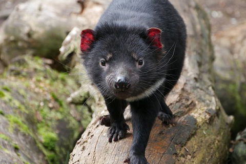 1-Hour Tasmanian Devil Feeding Day Tour At Cradle Mountain - Restaurant Guide 4