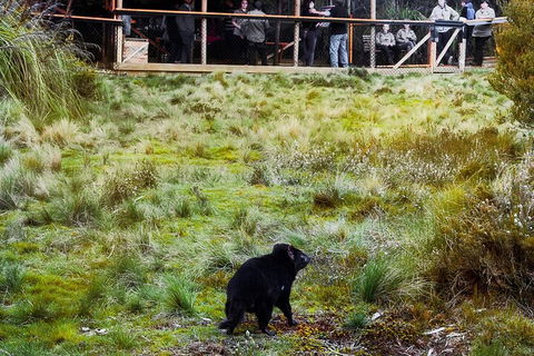 1-Hour Tasmanian Devil Feeding Day Tour At Cradle Mountain - Restaurant Guide 5