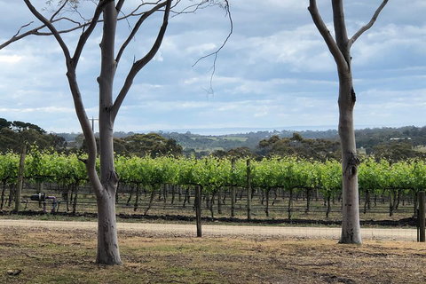 Yarra Valley Wine Tour Inc Lunch With A Glass Of Wine, Tastings And Chocolate - Restaurant Guide 3