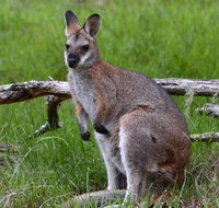 Ultimate Blue Mountains and Wildlife Tour - Restaurant Guide