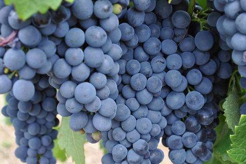Barossa Valley Cellar Doors Luxury Wine Tour - Restaurant Guide 4