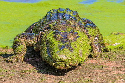 3 In 1 Tour: Matsoâ€™s Brewery, Broome Museum & Malcolm Douglas Crocodile Park - Restaurant Guide 4