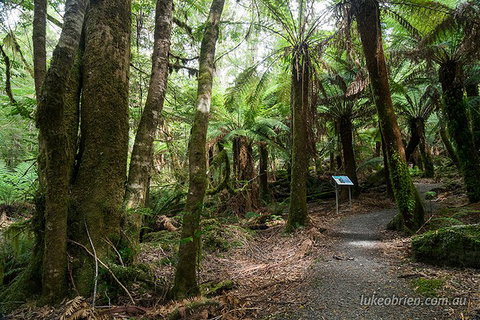 Mt Field And Styx Valley Photography Tour - Restaurant Guide 2
