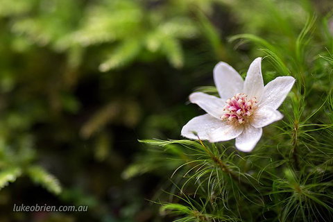 Mt Field And Styx Valley Photography Tour - Restaurant Guide 5