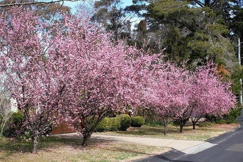 Blue Mountains - Restaurant Guide 1