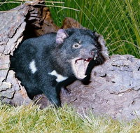 Private Blue Mountains Tour with Kangaroo and Koala Experience - Restaurant Guide