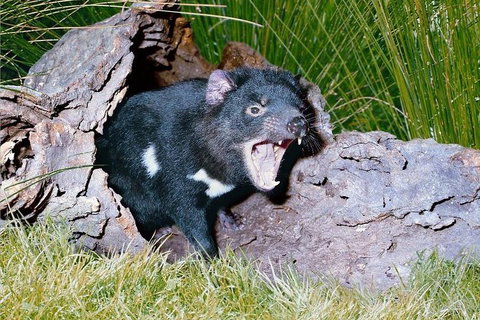 Private Blue Mountains Tour With Kangaroo And Koala Experience - Restaurant Guide 0