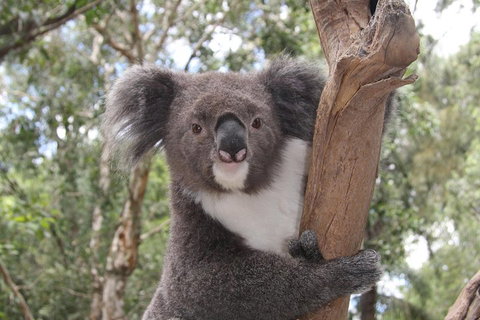 Private Blue Mountains Tour With Kangaroo And Koala Experience - Restaurant Guide 2