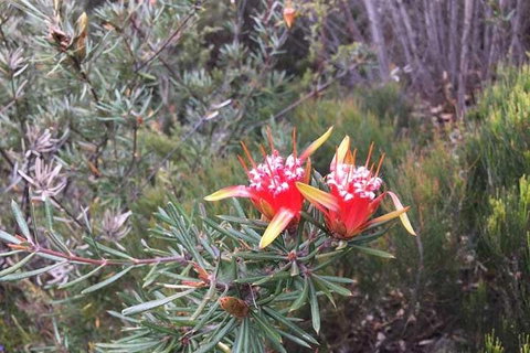 Private Blue Mountains Tour With Kangaroo And Koala Experience - Restaurant Guide 4