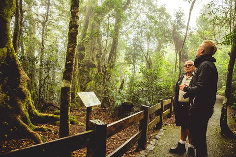 Full-day Springbrook National Park Tour From The Gold Coast - Restaurant Guide 1
