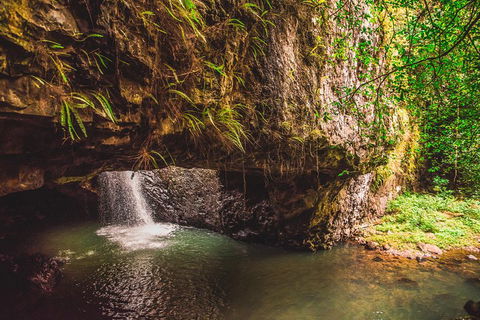 Full-day Springbrook National Park Tour From The Gold Coast - Restaurant Guide 4