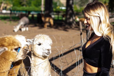 O'Reilly's & Lamington National Park Incl. Alpaca Farm + Vineyard - Restaurant Guide 3