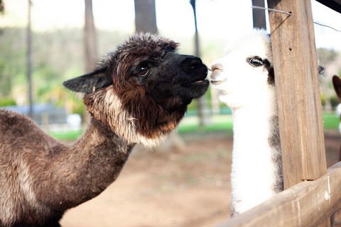 O'Reilly's & Lamington National Park Incl. Alpaca Farm + Vineyard - Restaurant Guide 4