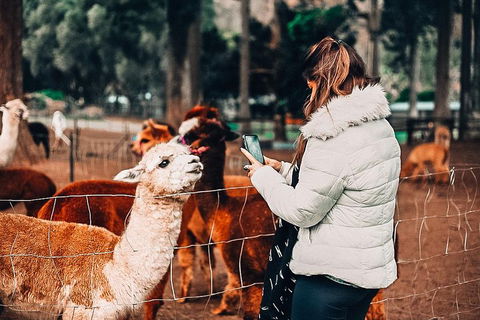 O'Reilly's & Lamington National Park Incl. Alpaca Farm + Vineyard - Restaurant Guide 5