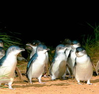 Phillip Island Penguins Private Tour - Restaurant Guide