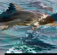 1.5HR Mudjimba Island Wildlife Safari - Restaurant Guide