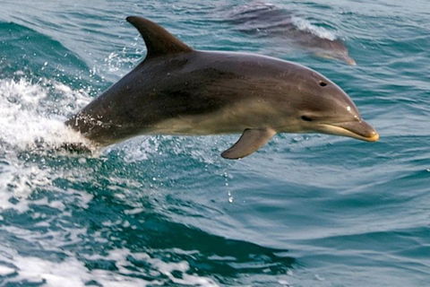1.5HR Mudjimba Island Wildlife Safari - Restaurant Guide 0