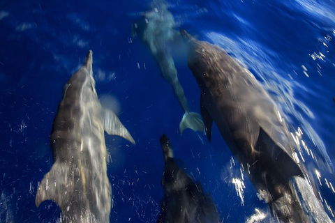 1.5HR Mudjimba Island Wildlife Safari - Restaurant Guide 3