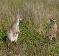 Wilsons Promontory Private 1 day tour - Restaurant Guide